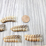 6 Rattlesnake Rattles  #6550    Taxidermy Diamondback Sidewinder