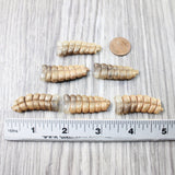 6 Rattlesnake Rattles  #6550    Taxidermy Diamondback Sidewinder