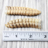 2 Extra Large Rattlesnake Rattles  #7650    Taxidermy Diamondback Sidewinder