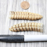 2 Extra Large Rattlesnake Rattles  #7650    Taxidermy Diamondback Sidewinder