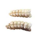 2 Large Rattlesnake Rattles  #5750    Taxidermy Diamondback Sidewinder