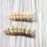 2 Large Rattlesnake Rattles  #5750    Taxidermy Diamondback Sidewinder