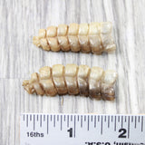 2 Large Rattlesnake Rattles  #5750    Taxidermy Diamondback Sidewinder