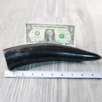 1 Polished Cow Horn #144-2 Natural Colored