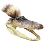 Alligator Head With Raccoon Tail Mohawk  #6750