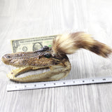 Alligator Head With Raccoon Tail Mohawk  #6750