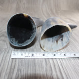 2 Raw Unfinished Cow Horns #169     Natural Colored