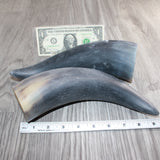 2 Raw Unfinished Cow Horns #169     Natural Colored