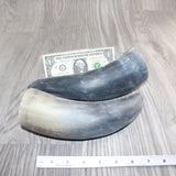 2 Raw Unfinished Cow Horns #169     Natural Colored