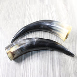 2 Polished Cow Horns #8950    Natural colored