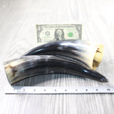 2 Polished Cow Horns #8950    Natural colored