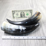 2 Polished Cow Horns #8950    Natural colored