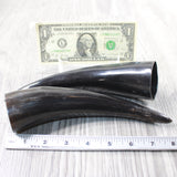 2 Small Polished Cow Horns #1950    Natural colored