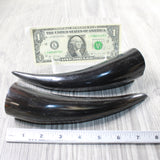 2 Small Polished Cow Horns #1950    Natural colored