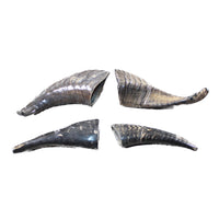 4 Small Polished Goat Horns #604-2 Natural Colored