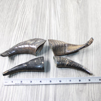 4 Small Polished Goat Horns #604-2 Natural Colored