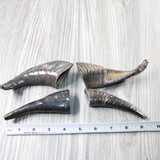4 Small Polished Goat Horns #604-2 Natural Colored