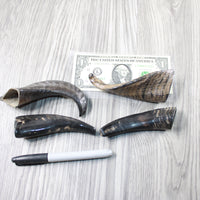 4 Small Polished Goat Horns #604-2 Natural Colored