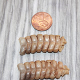 2 Rattlesnake Rattles  #869   Taxidermy Diamondback Sidewinder