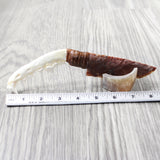 Coyote Jaw Handle Stone Blade Ornamental Knife #815n    Mountain Man Knife