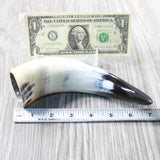 1 Small Polished Cow Horn #315n Natural Colored