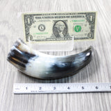 1 Small Polished Cow Horn #315n Natural Colored