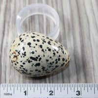 1 Dalmatian Egg  140 Grams #024-1 Gemstone Egg