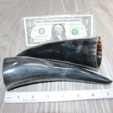 2 Small Polished Cow Horns #369    Natural colored