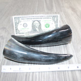 2 Small Polished Cow Horns #369    Natural colored