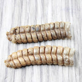 2 Extra Large Rattlesnake Rattles  #765n    Taxidermy Diamondback Sidewinder