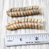 2 Extra Large Rattlesnake Rattles  #765n    Taxidermy Diamondback Sidewinder