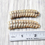 2 Extra Large Rattlesnake Rattles  #765n    Taxidermy Diamondback Sidewinder