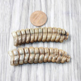 2 Extra Large Rattlesnake Rattles  #765n    Taxidermy Diamondback Sidewinder