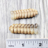 2 Rattlesnake Rattles  #575n    Taxidermy Diamondback Sidewinder