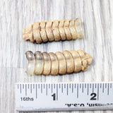 2 Rattlesnake Rattles  #575n    Taxidermy Diamondback Sidewinder