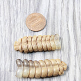 2 Rattlesnake Rattles  #575n    Taxidermy Diamondback Sidewinder