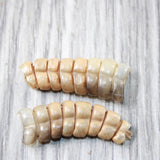 2 Rattlesnake Rattles  #805n    Taxidermy Diamondback Sidewinder