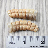 2 Rattlesnake Rattles  #805n    Taxidermy Diamondback Sidewinder