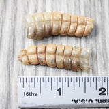 2 Rattlesnake Rattles  #805n    Taxidermy Diamondback Sidewinder