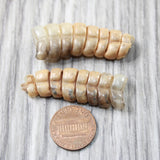 2 Rattlesnake Rattles  #805n    Taxidermy Diamondback Sidewinder