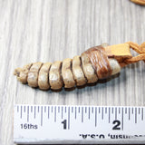 Rattlesnake Rattle  Necklace  #415n    Mountain Man Necklace