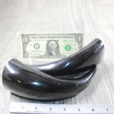 2 Small Polished Cow Horns #915n    Natural colored