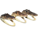 3 Alligator  6  Inch Heads  #369    taxidermy gator reptile crocodile