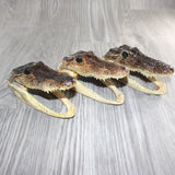 3 Alligator  6  Inch Heads  #369    taxidermy gator reptile crocodile