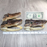 3 Alligator  6  Inch Heads  #369    taxidermy gator reptile crocodile