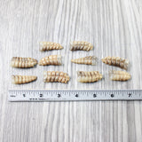 10 Rattlesnake Rattles  #725n    Taxidermy Diamondback Sidewinder