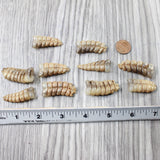 10 Rattlesnake Rattles  #725n    Taxidermy Diamondback Sidewinder