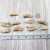 10 Rattlesnake Rattles  #725n    Taxidermy Diamondback Sidewinder