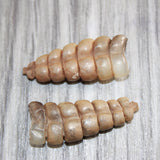 2 Small Rattlesnake Rattles  #169    Taxidermy Diamondback Sidewinder