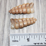 2 Small Rattlesnake Rattles  #169    Taxidermy Diamondback Sidewinder